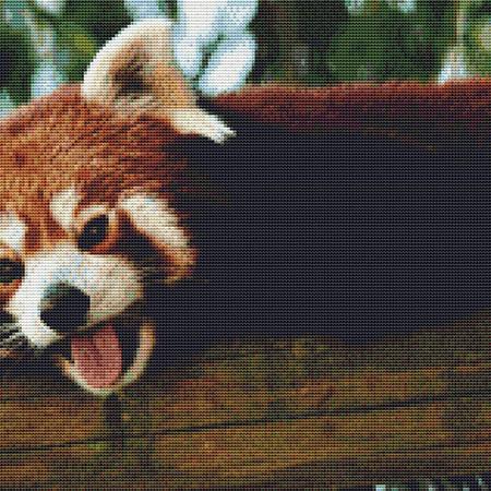 Cute Red Raccoon
