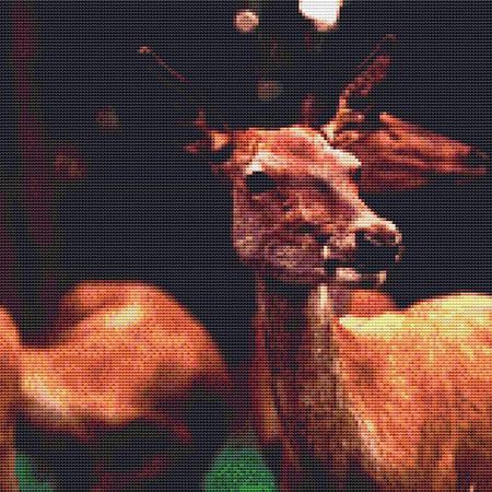 Deer Closeup
