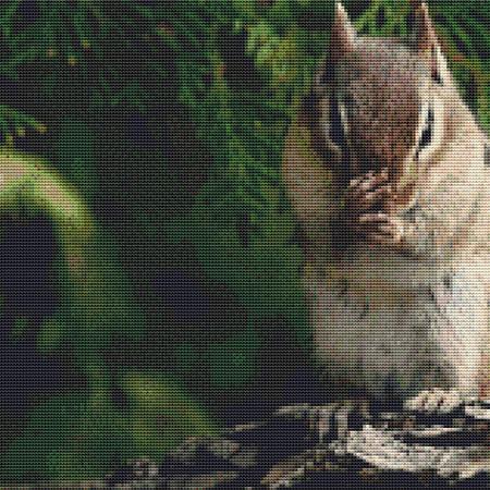 Cute Munching Chipmunk