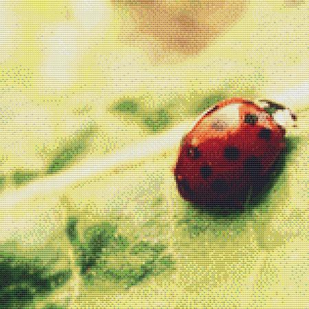 Cute Ladybug