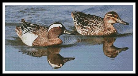 Garganey Ducks