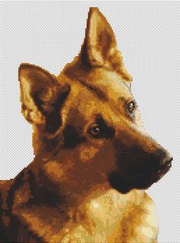 German Shepherd - Curiosity