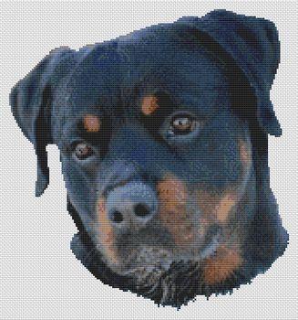 Rottweiler Serenity