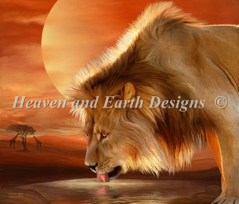 Lion At Sunset