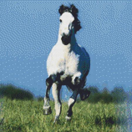 Racing White Stallion