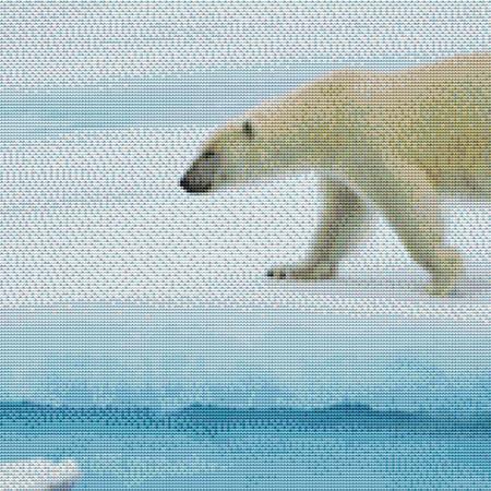 Wandering Polar Bear