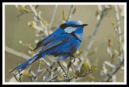Male Splendid Fairy Wren 3