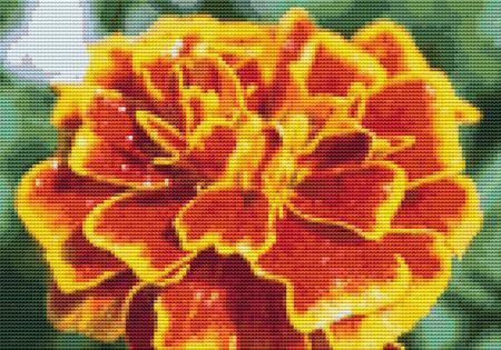 Orange Beauty