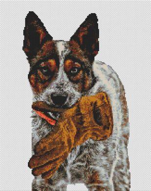 Frankie The Australian Cattle Dog