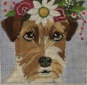 Jack Russell Terrier