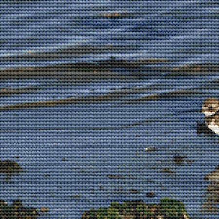 Wading Bird