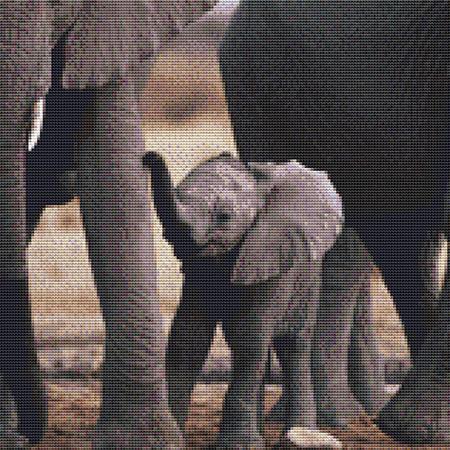 Cute Baby Elephant