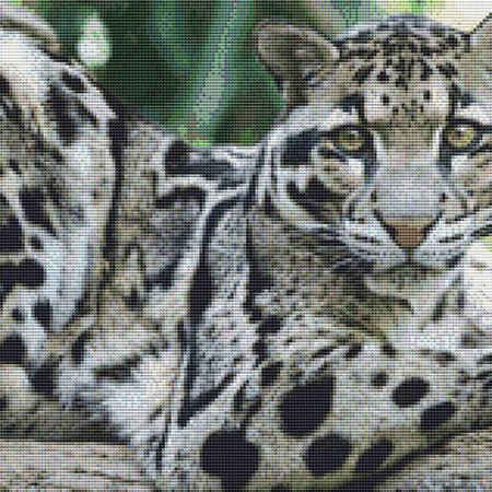 White Leopard