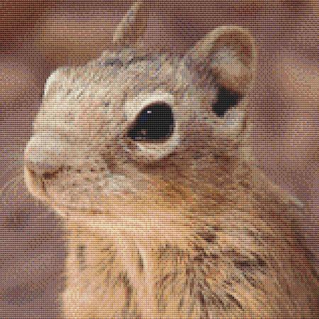 Cute Squirrel
