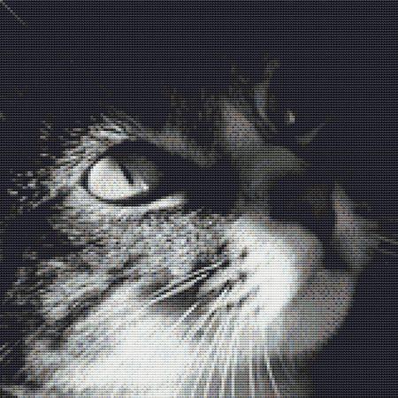 Cute Gray Cat