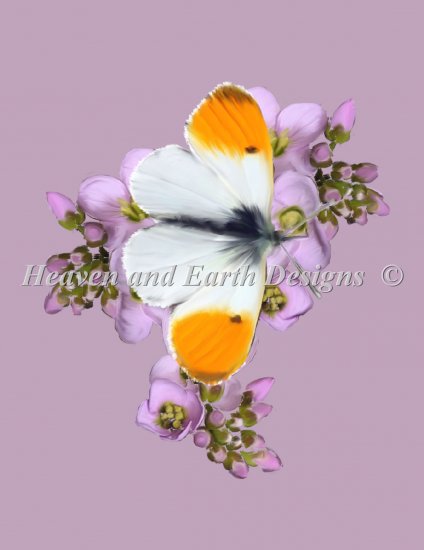 Saras Orange Tip