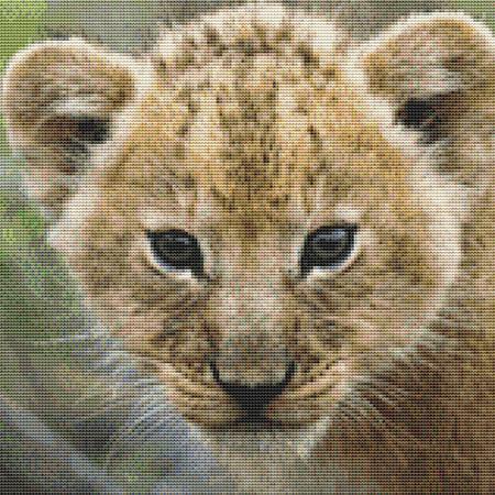 Cute Lion Cub