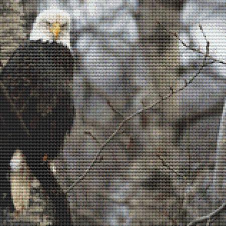 Staring Bald Eagle