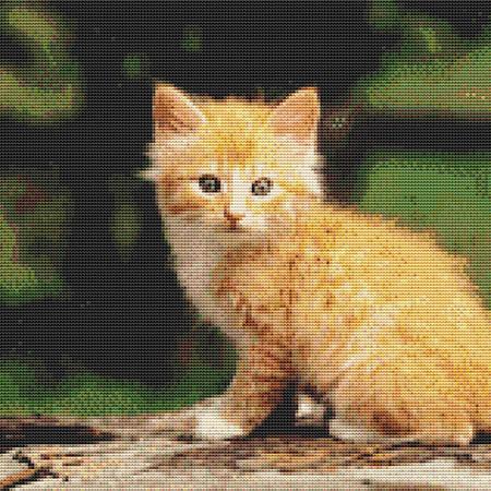 Curious Yellow Kitten