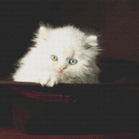 Silly White Cat