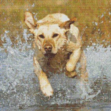 Dog In A Puddle