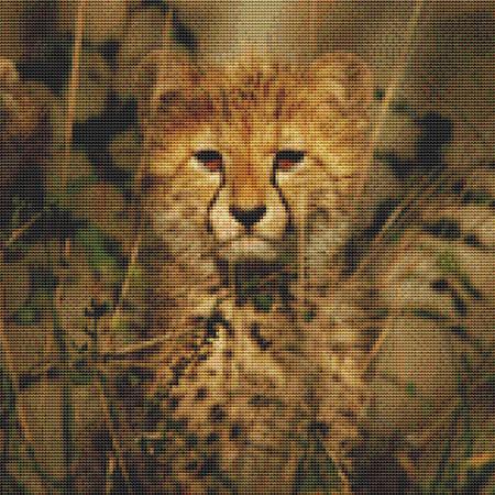 Wild Leopard Cub