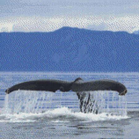 Whale of a Tail