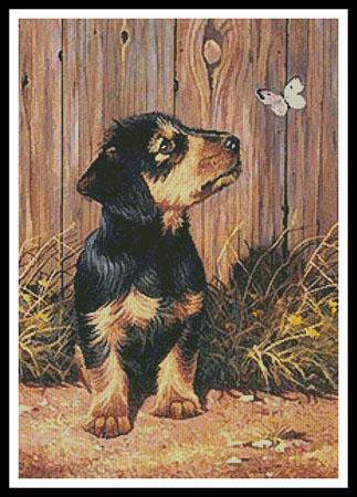 Dachshund Puppy  (Kevin Walsh)