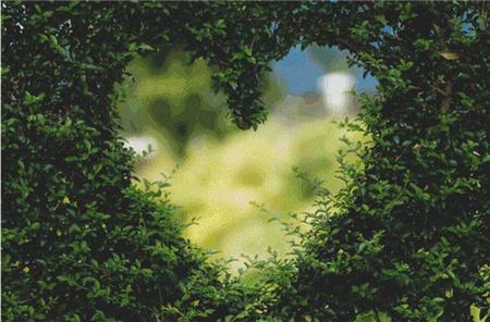 Hedge Heart