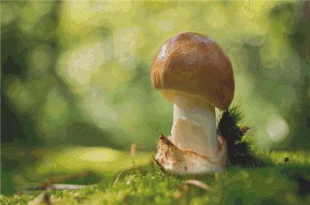 Forest Mushroom