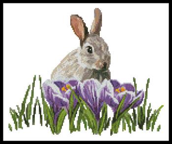 Crocus Bunny  (Claire Harkness)