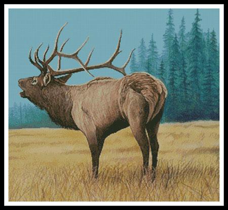 Elk Burgler 1  (Mike Bennett)