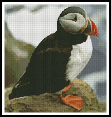 Puffin 3