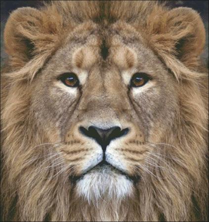 Lion Stare
