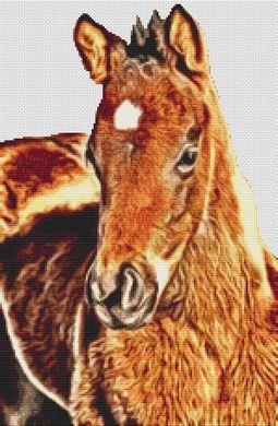 Bay Foal