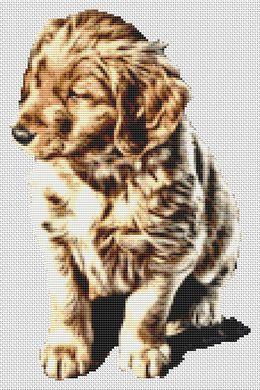Golden Retriever Puppy