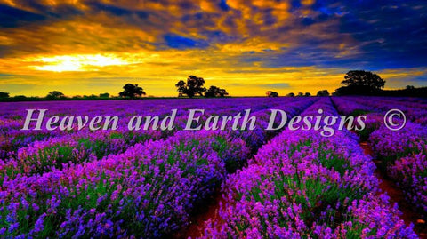 Lavender Field - HAED Originals