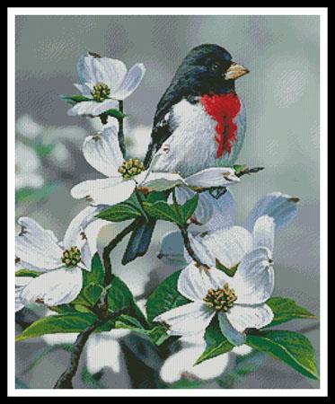 Springtime Grosbeek  (Russell Cobane)