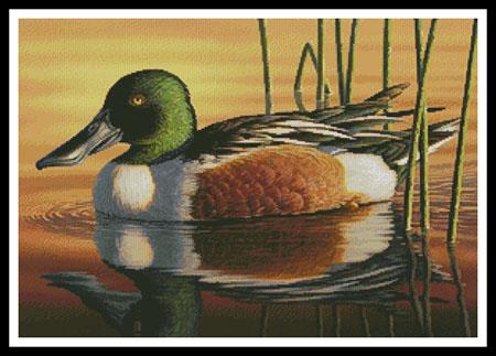 Northern Shoveler  (Kim Norlien)