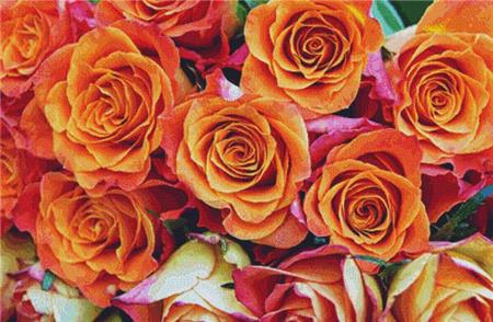 Roses