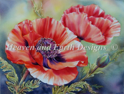 Poppy Blooms