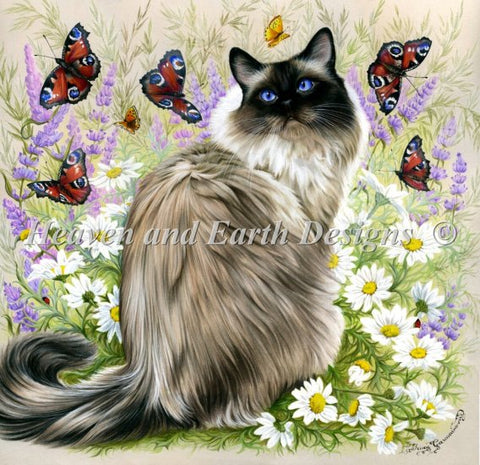 Time Of Butterflies