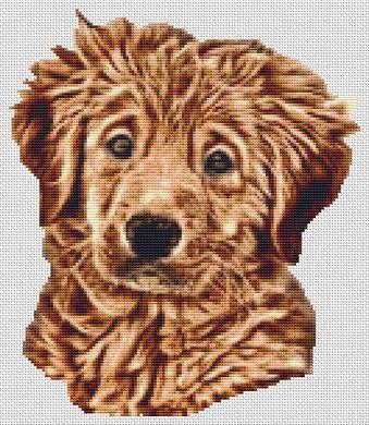 Wet Golden Retriever Puppy