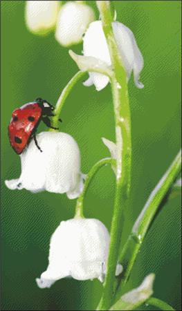 Queen of the Lilies