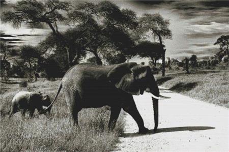 Elephant