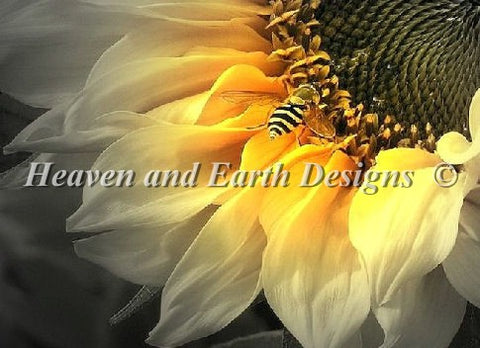 Sunflower Bee