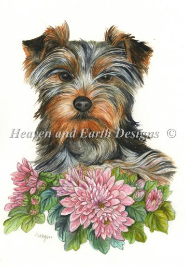 Yorkshire Terrier