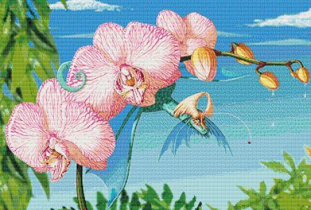 Orchid