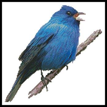 Indigo Bunting  (Claire Harkness)