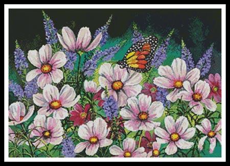 Pink Cosmos  (Val Stokes)